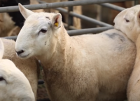 Stores lambs – weighing up the options