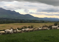 Tomas O’ Leary BETTER Sheep Farm Participant Farm Update