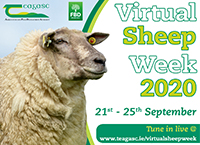 Virtual Sheep Week 2020 – Friday