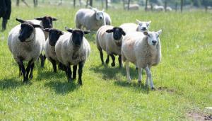 Optimising ewe and ram condition ahead of breeding