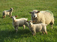 How to avoid meal feeding ewes after lambing
