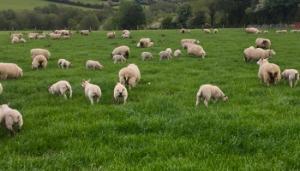 Nematodirus and coccidia in lambs