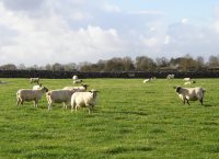 Autumn Grassland Management Guidelines for Sheep