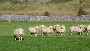 Methane emission on sheep farms