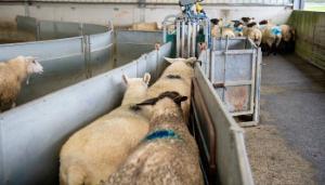 Does your sheep race meet these key requirements?