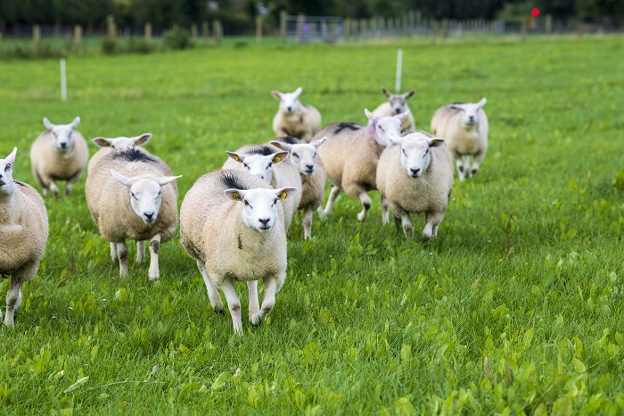 Sheep farmers’ views wanted for Sustain Sheep research