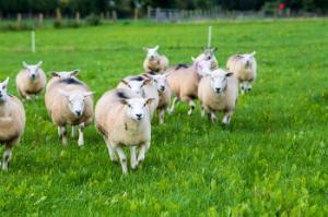 Sheep farmers’ views wanted for Sustain Sheep research