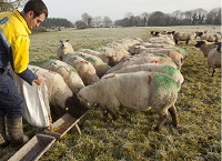 Check Your Ewe Ration For Energy