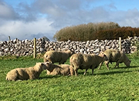 Part two: Making the most of your Sheep Improvement Scheme tasks