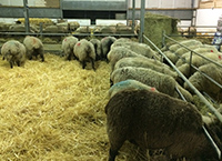 Sheep Housing – Space Requirements