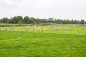 Teagasc to host preview webinar ahead of major Sheep 2025 event