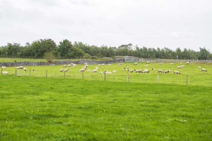 Teagasc to host preview webinar ahead of major Sheep 2025 event
