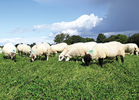 Counting sheep emissions