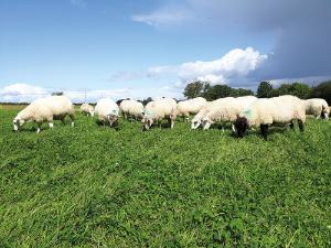 DAFM urges vigilance on Bluetongue