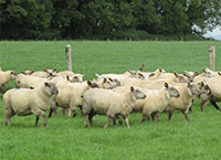 Quarantine drench – Avoid bringing resistant worms on to your farm