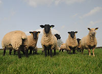 Sustaining the Effectiveness of Wormers in Sheep