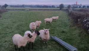 Liver fluke in sheep