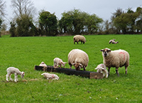 Lambing: Lights-Camera-Action