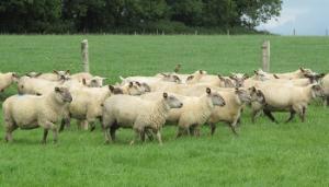 Challenging season for finishing lambs