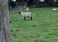 Thin ewe study