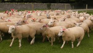 Using genetics to reduce methane emissions from the Irish sheep sector