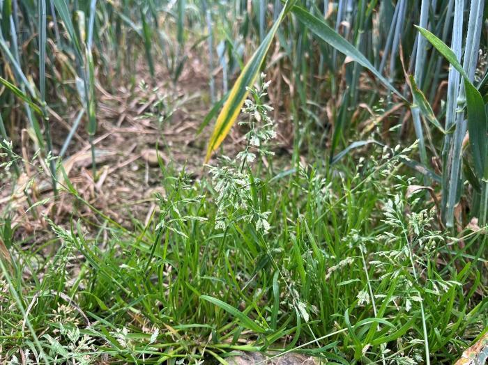 Annual meadow grass in wheat