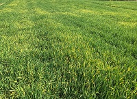 Tillage Update 28th April 2022