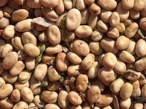 Update on Beans