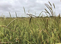 Time to get weeds in autumn cereals under control