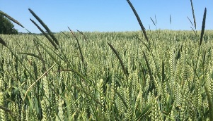 Herbicide resistance update on 2024 harvest samples