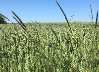 Beware of wild flower mixes as you might get more than you paid for