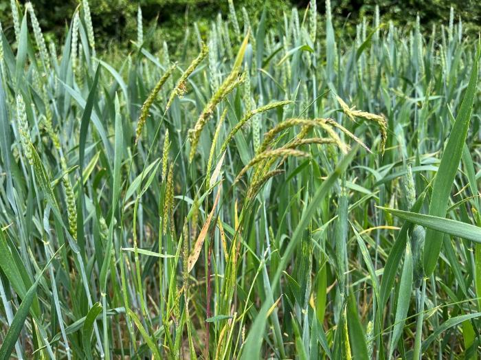 Blackgrass in wheat