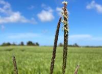 Noxious weed classification for Blackgrass