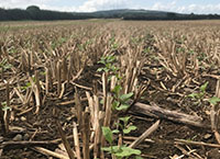 Reducing Nitrogen Loss from Tillage Ground – Catch Crop Update from the Agricultural Catchments Programme