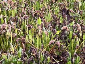 A good growing season for beet but Cercospora leaf spot causing leaf deterioration