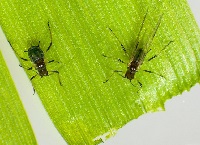 Improving Aphid control through enhanced monitoring and diagnostics