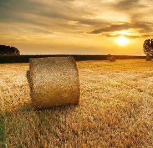 Teagasc National Farm Survey 2022 – Cereals Enterprise