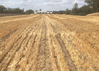 Tillage Update – Changes to Shallow Cultivation Post-Harvest Requirements