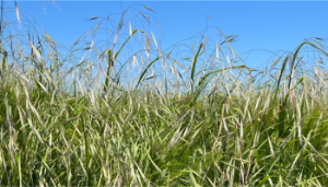 Tackling sterile brome through integrated weed management