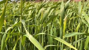 Crucial fungicide timing approaching for winter barley