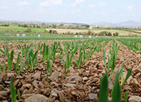 Tillage Update – 11th February 2021