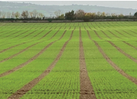 Planning for cash flow on the tillage farm in 2022
