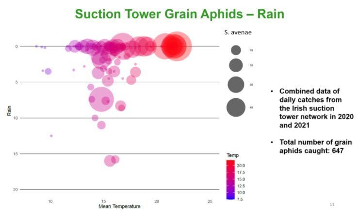 Effect of rainfall on aphid flight