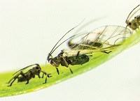 Understanding the genetic blueprint of the grain aphid