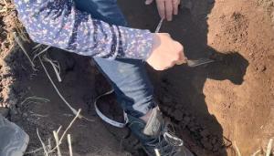 Soil health, rotations and early planting addressed at Teagasc Crops Forum