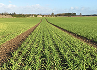 Monitor crops for any trace element deficiencies this season