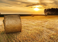 Crops Harvest and Oilseed Rape update August 18th