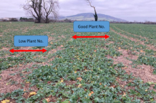 Tillage update – Chopped straw reducing crop establishment in min-tilled winter crops