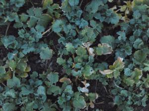Management of thin winter cereal crops