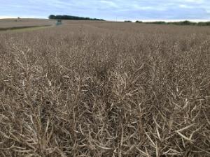 Glyphosate label changes